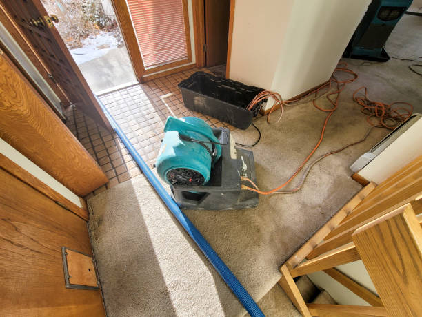 Best Mold removal after water damage  in Mmerce City, CO